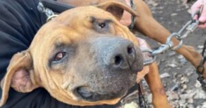 Cane cieco a causa di combattimenti clandestini tra cani riempie di coccole i medici che lo hanno curato