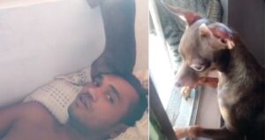 Cucciolo di cane si siede sopra la faccia dell’uomo per osservare i pettegolezzi del vicino (VIDEO)