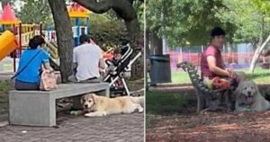 Golden Retriever finge di non conoscere il suo proprietario e di appartenere a un altra famiglia per non andare via dal parco (VIDEO)