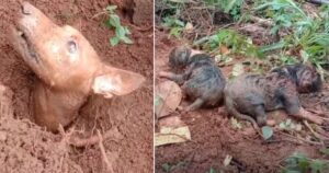 Cagnolina mamma con i suoi cuccioli vengono salvati dopo una frana