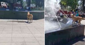 Cucciolo di cane randagio aspetta con pazienza (VIDEO)