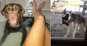 15 foto di cani scattate in momenti imbarazzanti