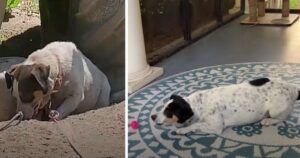 Cucciolo di cane terrorizzato lasciato incatenato dopo la morte del suo proprietario