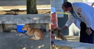 Dottore adotta un cagnolino che si è preso cura del suo proprietario dopo essere morto su una panchina