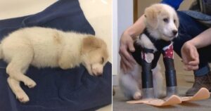 Cucciolo di cane abbandonato perché ha solo due gambe