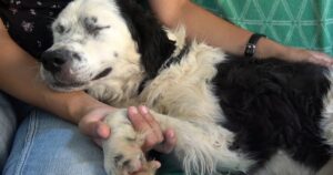 Cucciolo di cane si addormenta tra le braccia della persona che le ha salvato la vita (VIDEO)