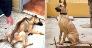 Cane randagio trovato pelle e ossa: non poteva camminare per la fame