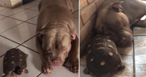 Pitbull e tartaruga dormono insieme e sono migliori amici (VIDEO)