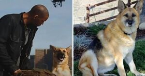 Cosa è successo al cane di Io sono Leggenda, il film con Will Smith