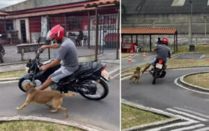 Cucciolo di cane randagio partecipa alla scuola guida inseguendo le moto (VIDEO)