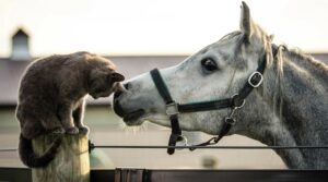 Cavallo si dimostra paziente nei confronti del gatto che non lo fa mangiare (VIDEO)