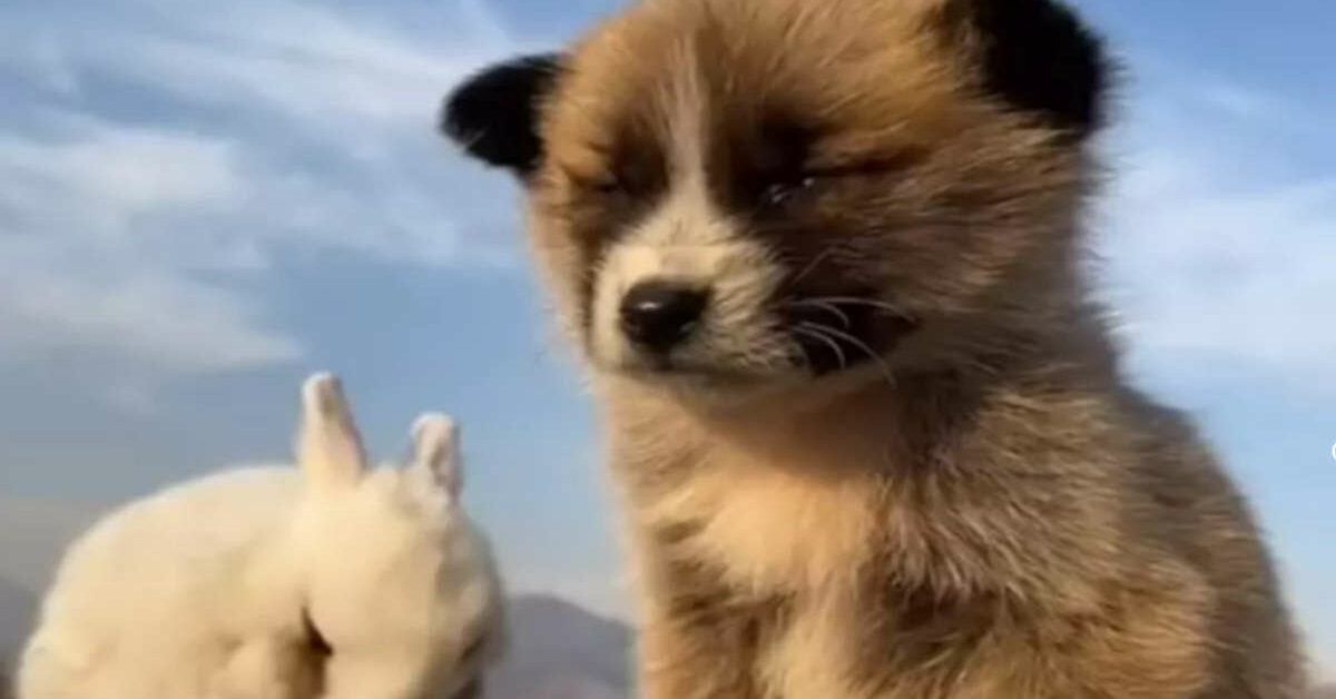 Cagnolino e cucciolo di coniglio si uniscono per un pisolino e si ...