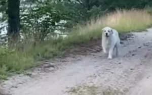 Crolla per strada piangendo quando ritrova il suo cane scomparso (VIDEO)