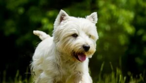 Cuccioli di westiewon si divertono e si contendono una scatola (VIDEO)