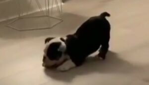 Cucciolo Bulldog inglese imita il proprio umano che sta giocando con lui (VIDEO)