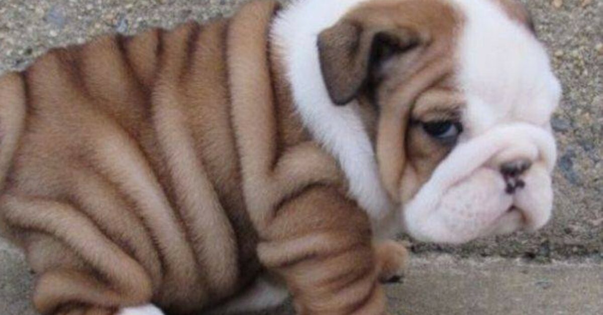 Cucciolo di bulldog inglese entra nel suo comodo e caldo trasportino (VIDEO)