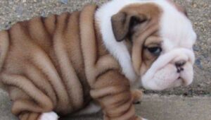 Cucciolo di bulldog inglese entra nel suo comodo e caldo trasportino (VIDEO)