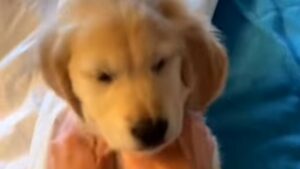 Cucciolo di Golden Retriever assonnato non vuole proprio svegliarsi e continua a dormire (VIDEO)