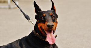 10 curiosità che probabilmente non conoscevi sui Doberman Pinscher