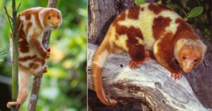 Adorabili cuccioli di animali con delle orecchie pelose trovati in Australia