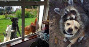 15 Foto di animali che renderanno la tua giornata migliore
