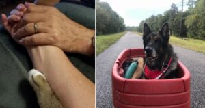 15 Foto che ci mostrano quanto amiamo i nostri animali domestici