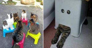 gatti che hanno spinto i loro proprietari a fotografarli per il loro comportamento