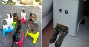 15 Foto di gatti che si comportano in un modo così strano