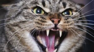 Un gattino domestico aggressivo si arrabbia perché è dal veterinario (VIDEO)