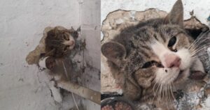 associazione salva un gatto incastrato nel muro