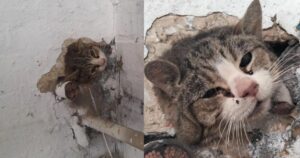 Gattino intrappolato per diversi giorni in un muro viene salvato, è sopravvissuto per miracolo