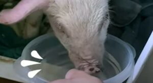 La maialina Samantha ha trovato un’amica che le ha ridato la vita (VIDEO)
