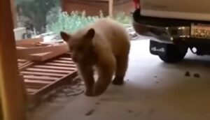 Orsetto fa irruzione in un garage e ruba i croccantini dei cani (VIDEO)