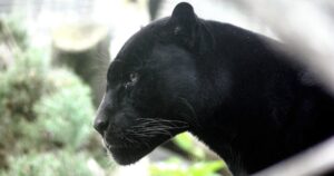“Grosso gatto” viene avvistato tra le siepi di una città nel Regno Unito, la gente è in allerta