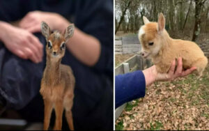 15 Foto di animali che dimostrano che la dolcezza è presente nelle creature di tutte le dimensioni e forme