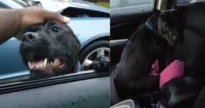 Pitbull si intrufola in un auto di uno sconosciuto (VIDEO)