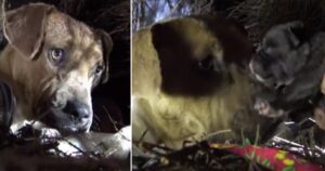 Pitbull bacia i suoi cuccioli uno per uno mentre vengono salvati nel bel mezzo di una tempesta (VIDEO)