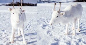 Un uomo ha scattato delle foto a un cucciolo di renna bianca estremamente raro
