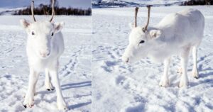 Un uomo ha scattato delle foto a un cucciolo di renna bianca estremamente raro