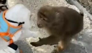 Scimmietta si avvicina ad un gatto domestico in braccio alla sua umana; la reazione (VIDEO)