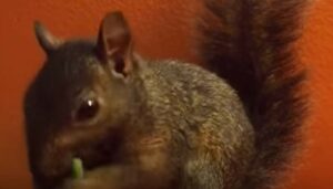 Lo scoiattolo Peanut ha scelto di vivere con il suo migliore amico umano ed è felice della sua scelta (VIDEO)