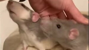 I topi Edgar e Fergus vivono la loro vita come topi d’appartamento; la storia (VIDEO)