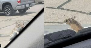 coppia salva un topolino che si era intrufolato nella loro auto
