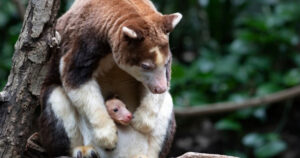 Zoo del Bronx annuncia la nascita di un esemplare di canguro arboreo, un animale in via di estinzione