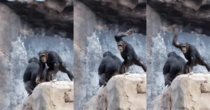 Cucciolo di Scimpanzé lancia pietre contro i turisti