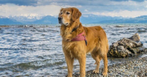 Golden Retriever guida si mette in mezzo tra la sua proprietaria cieca e l’autobus per salvarle la vita