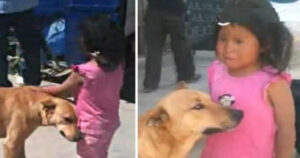 Cucciolo di cane si è preso cura della bambina che si era smarrita e l’ha riportata a casa