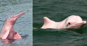 Vieni a scoprire i delfini rosa de rio delle Amazzoni