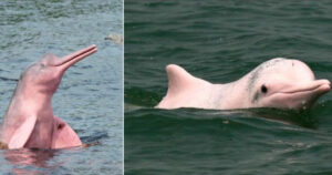 Hai mai visto i Delfini rosa del Rio delle Amazzoni?
