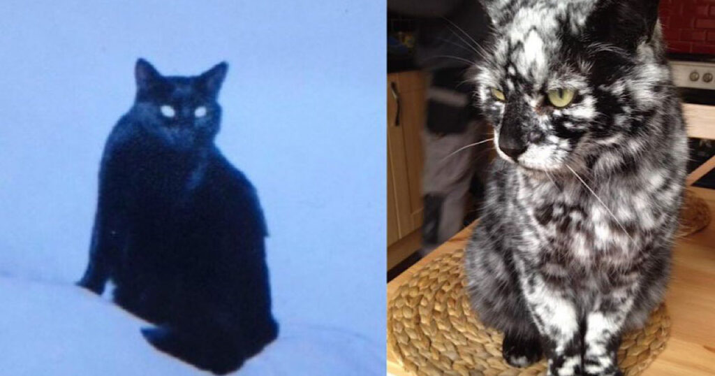 Gatto completamente nero cambia aspetto per via della vitiligine
